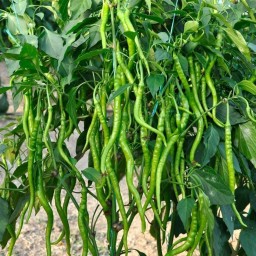 بذر فلفل بلند سبز شیرین یا فلفل اسنیک سبز (Green Long Pepper)