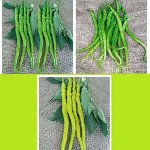 بذر فلفل بلند سبز شیرین یا فلفل اسنیک سبز (Green Long Pepper)