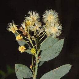تک فروشی نهال کمیاب آکاسیا ویکتوریا (آکاسیای موزون)- Acacia victoriae