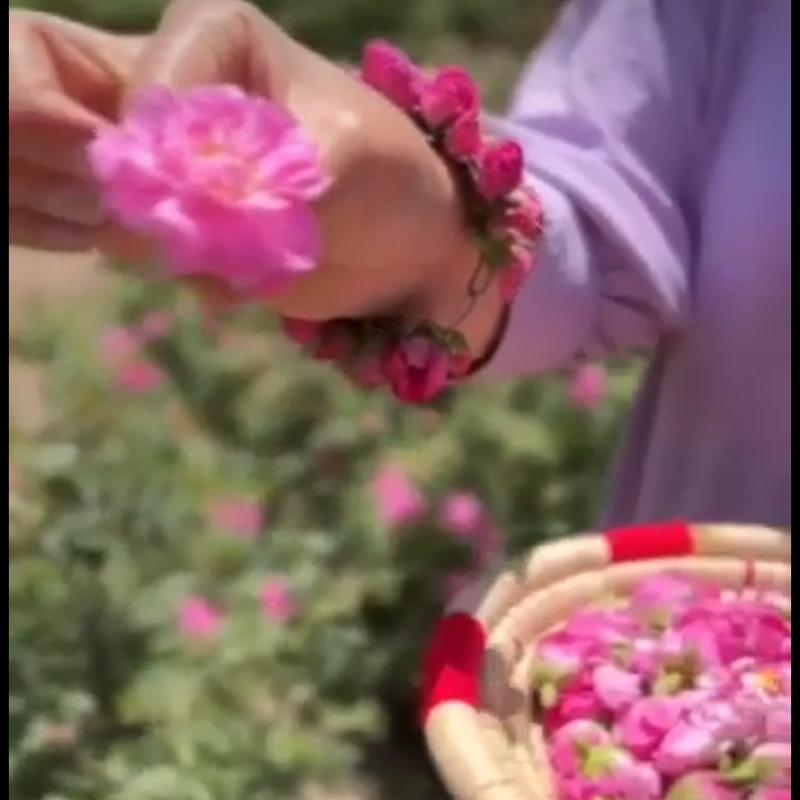 نهال گل محمدی