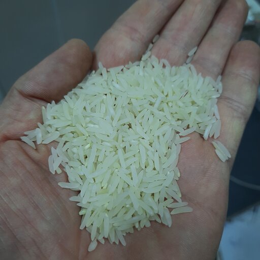 برنج فجر معطر امساله درجه یک کد 711 کشت شالیزارهای شمال 10 کیلویی 2کیسه به بالا ارسال رایگان