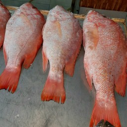 ماهی سرخو صید روز  لیان بوشهرلطفا با  هر سبد یک یونولیت انتخاب کنید 