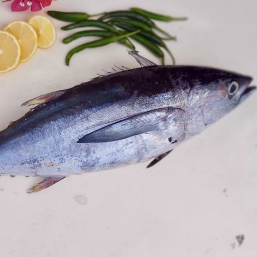  ماهی تن هوور یا گیدر صید روز لیان لطفا با هر سبد خرید یک یونولیت انتخاب کنید