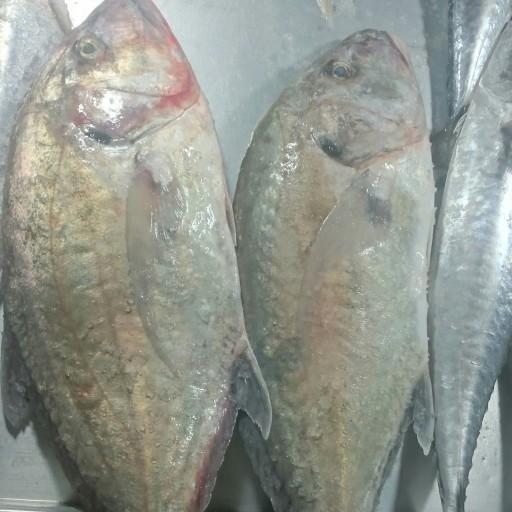 ماهی جش (دو کیلویی)