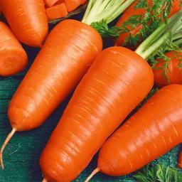 بذر هویج پودر قرمز 1 گرمی