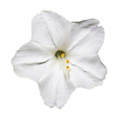 بذر گل لاله عباسی سفید 1 گرمی