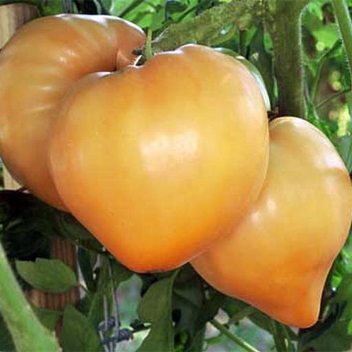 بذر گوجه قلبی نارنجی درختی 10 عددی 
