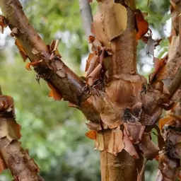 بذر افرا پوست کاغذی 2 عددی 