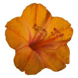 بذر گل لاله عباسی پا متوسط نارنجی 1 گرمی 