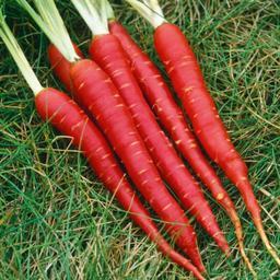 بذر هویج قرمز 1 گرمی 