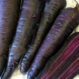 بذر هویج سیاه 50 عددی