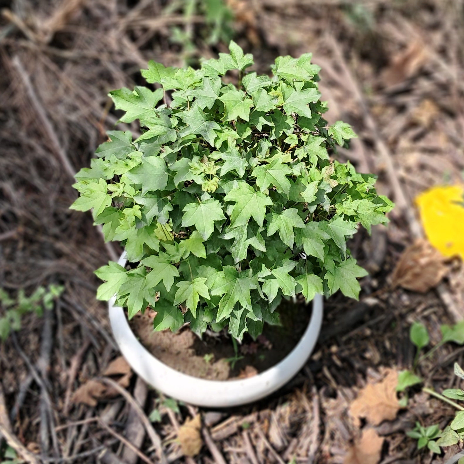 سرخس بن سای