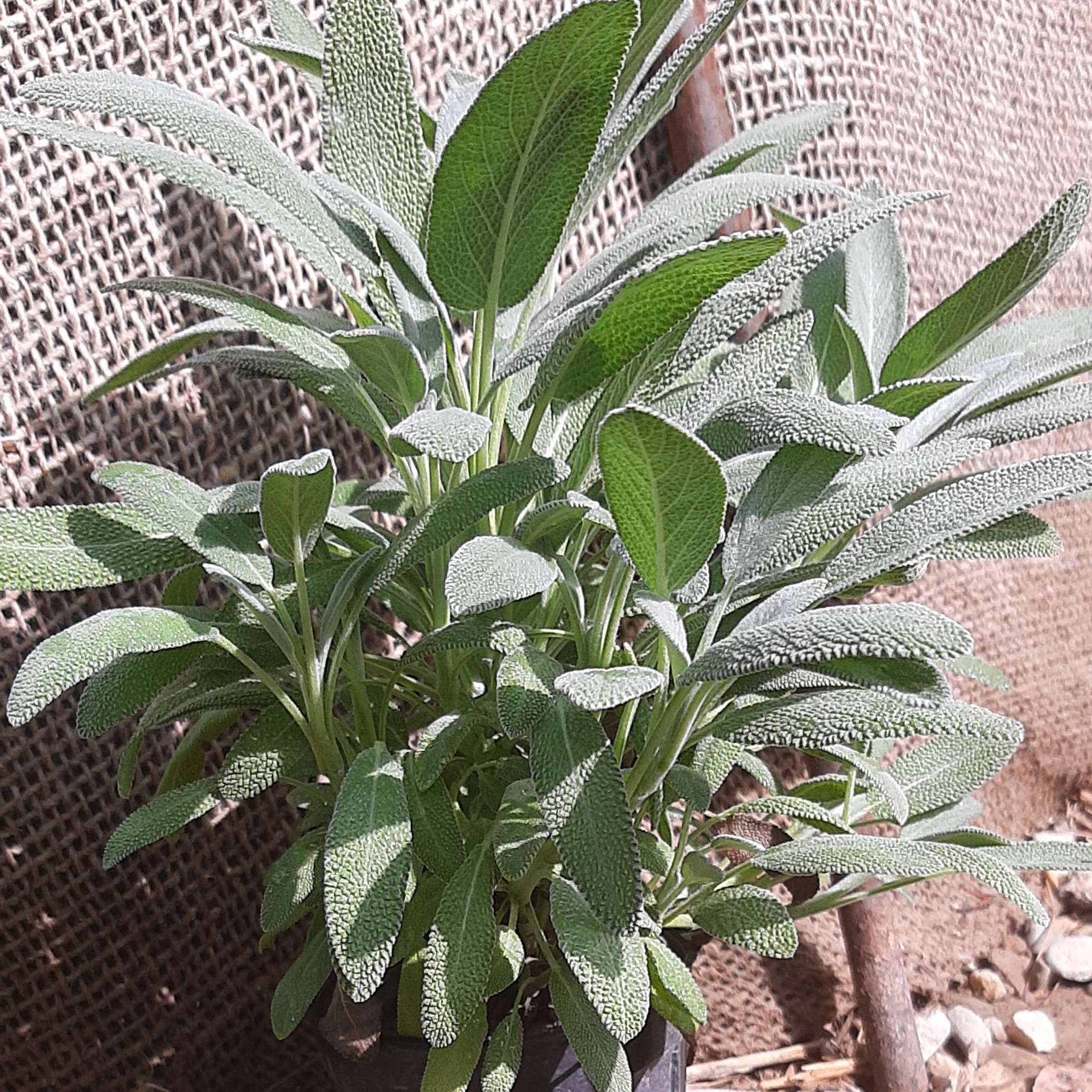 گیاهان علفی دایمی