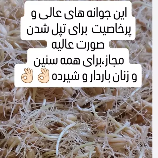 پودر جوانه گندم(خانگی)بدون هیچ افزودنی تولید روز و تازه   200گرمی 