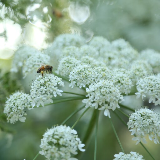 بومادران با نام علمی Achillea