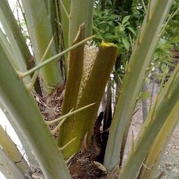 عرق طارونه یا چمچمه نام علمی Phoenix dactylifera