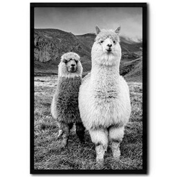 تابلو آتا مدل cute alpacas کد 248901276