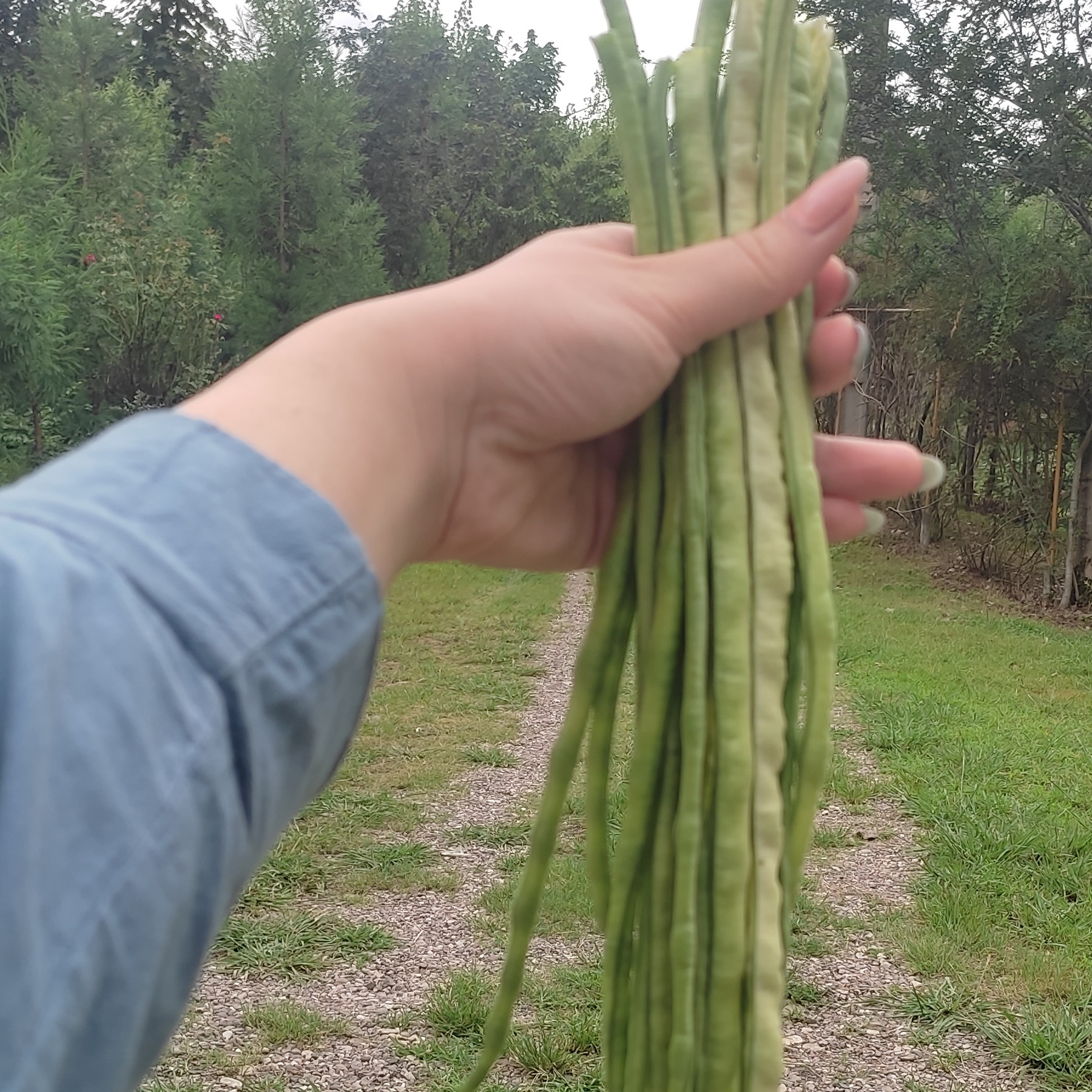 بذر لوبیا متری سبز (10عددی)