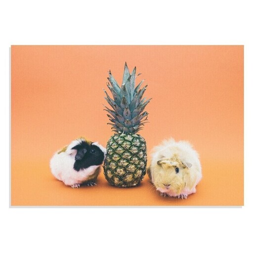 تابلو شاسی طرح حیوانات Guinea Pigs  Pineapple مدل NV0913