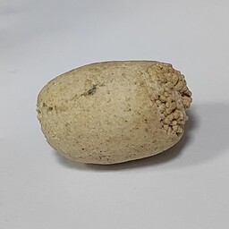   خرمهره اصل پاکستانی بودار خر مهره پاکستان کدkh1