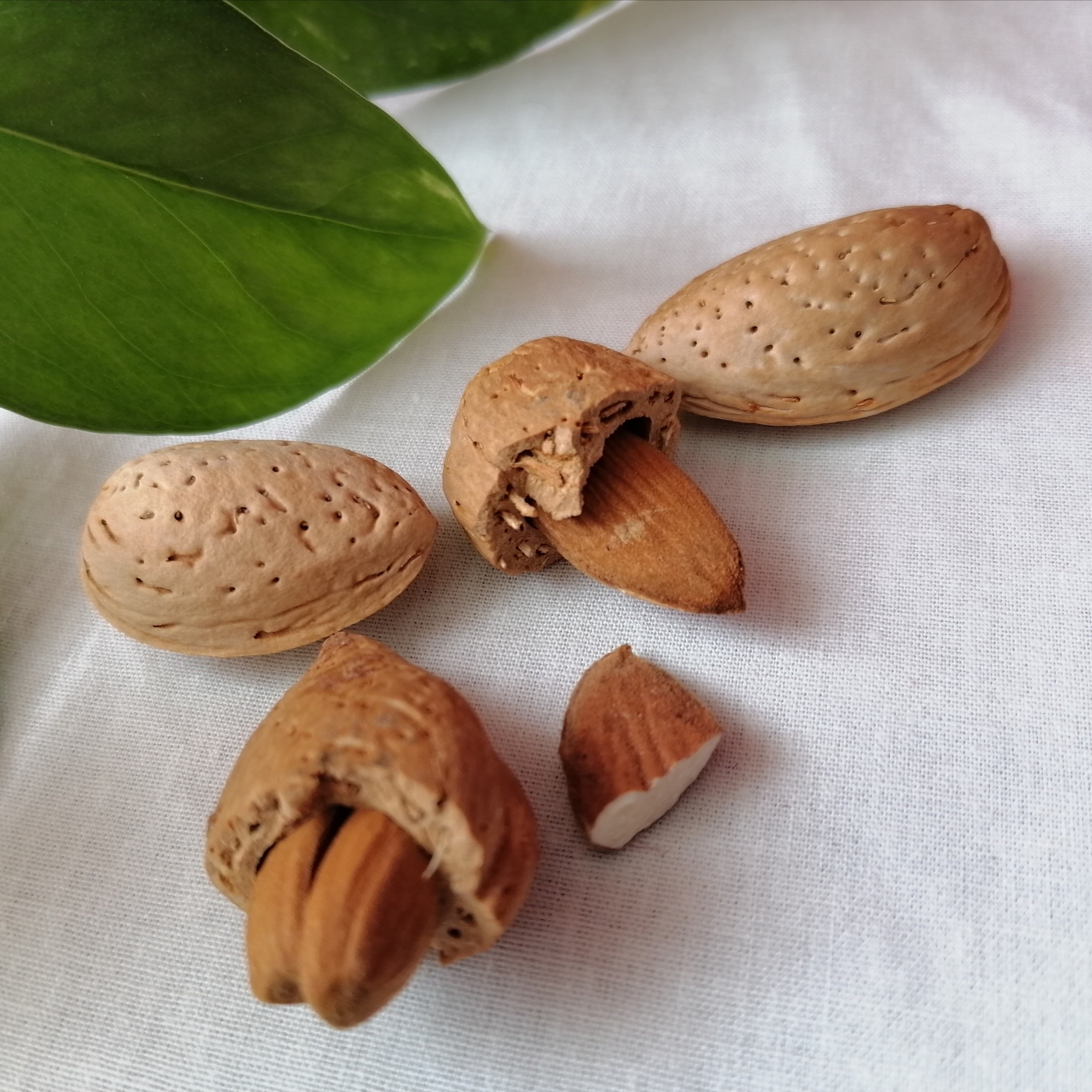 بادام دیم و ارگانیک