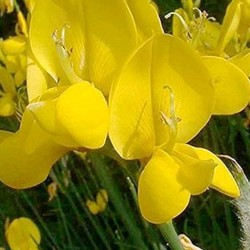 یاس معطر 