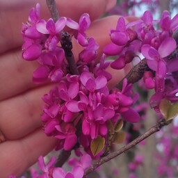 نهال گل ارغوان ریشه پر گلدان 14