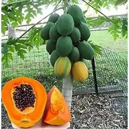 نهال پاپایا طلوع آفتاب Golden Sunrise Papayas