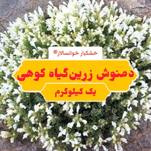 زرین گیاه دمنوش زرنگیا (یک کیلوگرم) خشکبار خوانسالار