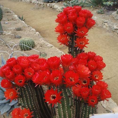 زیباترینها