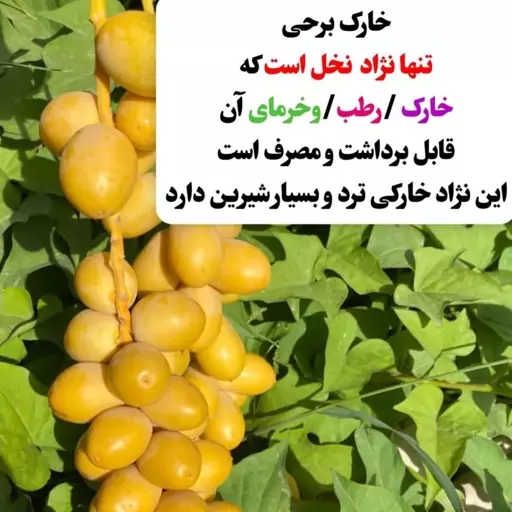 خارک برحی امساله دستچین درجه 1