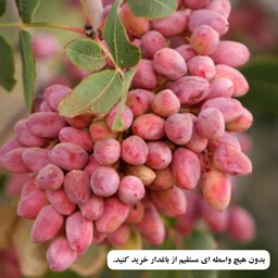 پسته تازه درجه 1 دامغان درشت و خندون در بسته بندی 15 کیلویی محصول باغ خودمون(پسکرایه)