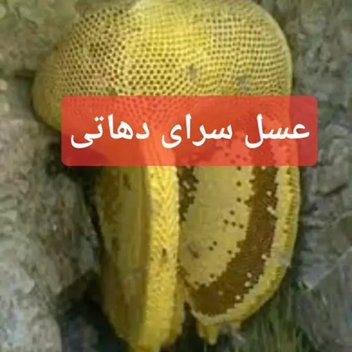 عسل وحشی کوهی کوهستان اصل عسل سرای دهاتی