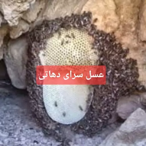 عسل کوهی کوهستان نیم کیلویی