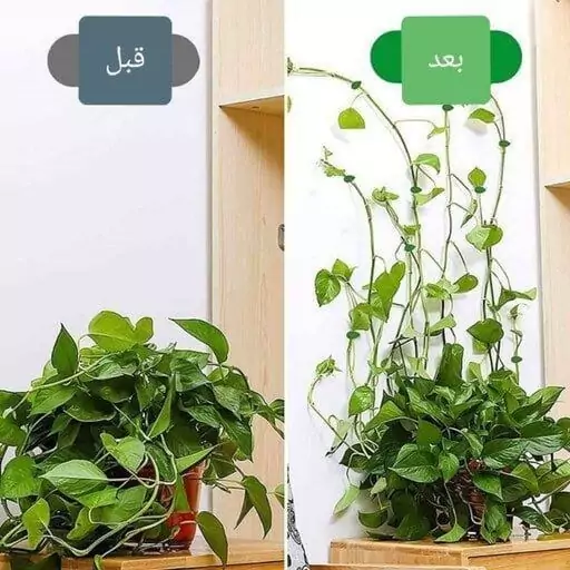 گیره نگهدارنده گل پتوس  بسته10تایی