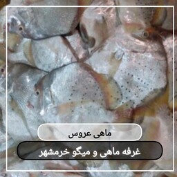 ماهی عروس سایز بزرگ تازه و صید روز (پک یک کیلویی)بسیار خوشمزه و لذیذ مناسب برای خورشت و سرخ کردن