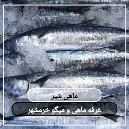 ماهی شیر تازه صید روز (پک یک کیلویی)بسیار لذیذ  مناسب برای خورشت