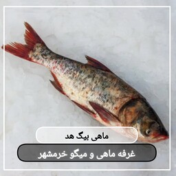 ماهی بیگ هد(کپور سرگنده) سایز بزرگ تازه و صید روز (پک یک کیلویی)بسیار  خوشمزه و لذیذ مناسب برای کباب کردن و سرخ کردن