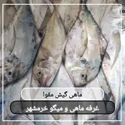 ماهی گیش مقوا تازه صید روز (پک یک کیلویی)بسیار لذیذ  مناسب برای سرخ کردن