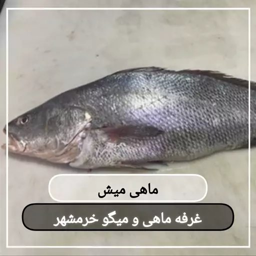 ماهی میش سایز متوسط تازه و صید روز (پک یک کیلویی)بسیار خوشمزه و لذیذ مناسب برای خورشت و سرخ کردن