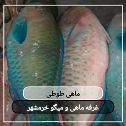 ماهی طوطی سایز متوسط تازه و صید روز (پک یک کیلویی)بسیار خوشمزه و لذیذ مناسب برای کباب کردن و سرخ کردن