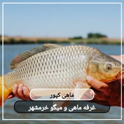 ماهی کپور سایز بزرگ تازه و صید روز (پک دو کیلویی)بسیار خوشمزه و لذیذ مناسب برای سرخ و کباب کردن