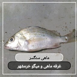 ماهی سنگسر تازه صید روز (پک یک کیلویی)بسیار لذیذ  مناسب برای سرخ کردن