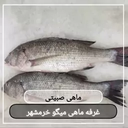 ماهی صبیتی یا جهرو سایز متوسط تازه و صید روز (پک یک کیلویی) بسیار خوشمزه و لذیذ مناسب برای سرخ کردن