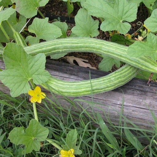 بذر خیار چنبر (10 عددی)