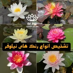 نیلوفرآبی هلندی