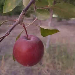 مربا سیب عشق مربالی  (درسته) 