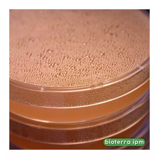 پلیت محیط کشت NA(Nutrient Agar)