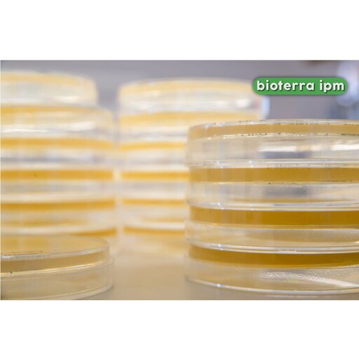 پلیت محیط کشت (PDA(potato dextrose agar