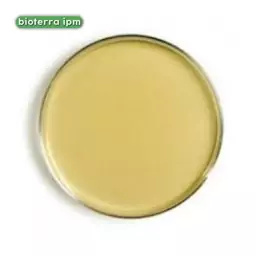 پلیت محیط کشت NA(Nutrient Agar)